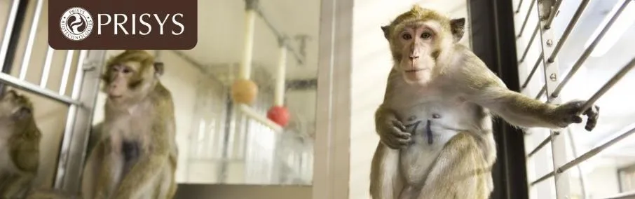 Group Housing Guidelines for Laboratory Monkeys -Prisys Biotech- Group Housing Guidelines for Laboratory Monkeys -Prisys Biotech-