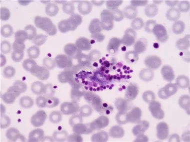 التخثر / الارقاء نموذج مرض الرئيسيات غير البشرية