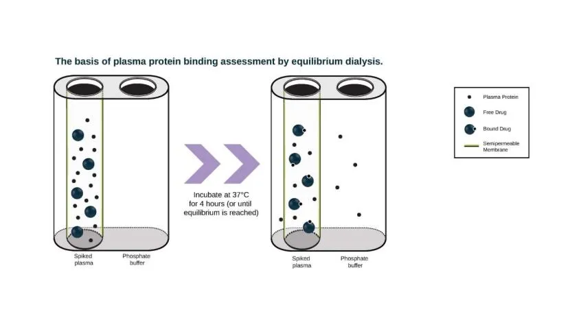 plasma protein binding-equilibrium dialysis-Prisys-Biotech plasma protein binding-equilibrium dialysis-Prisys-Biotech